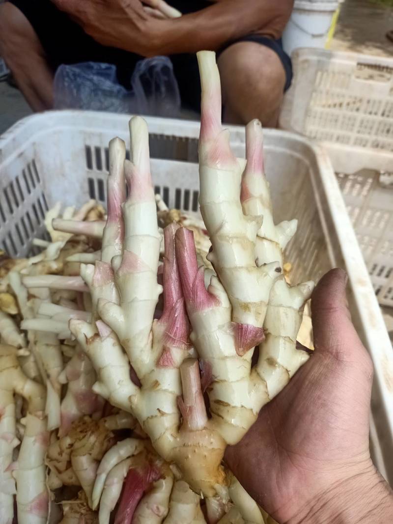 现挖子姜竹根姜销售中香辣脆