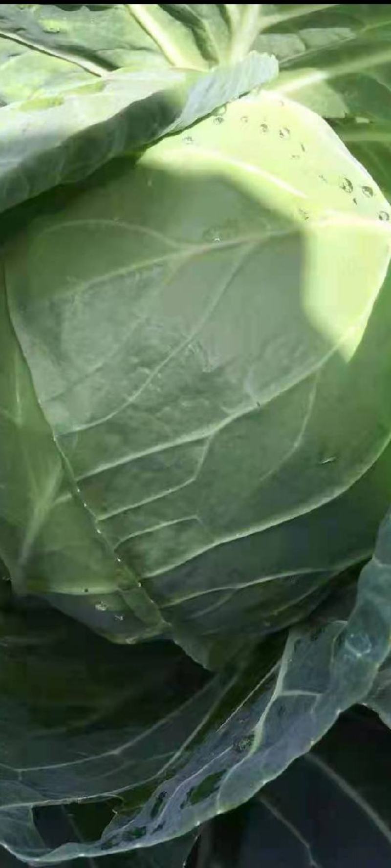 云南红河泸西甘蓝俗称铁头，电商货市场货都有