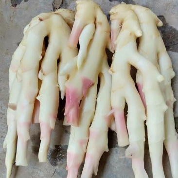 现挖子姜竹根姜销售中香辣脆