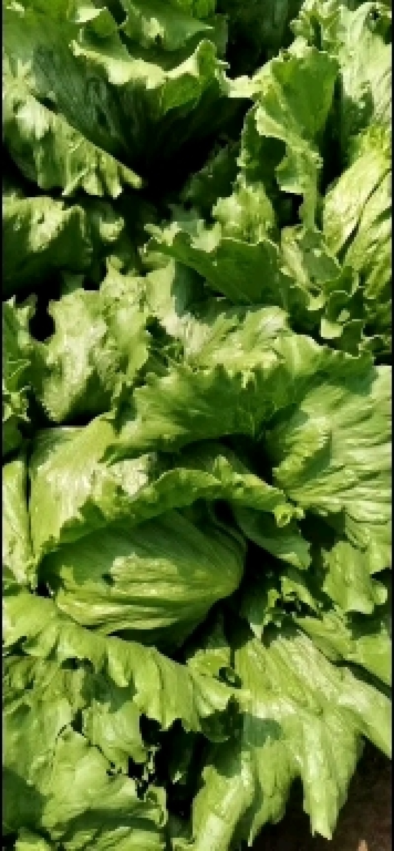 坝上精品球生菜，质量好，价格优。支持全国发货