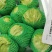 坝上精品球生菜，质量好，价格优。支持全国发货