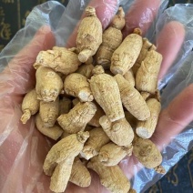 西洋参粒头软支产地直销，货多可商量价