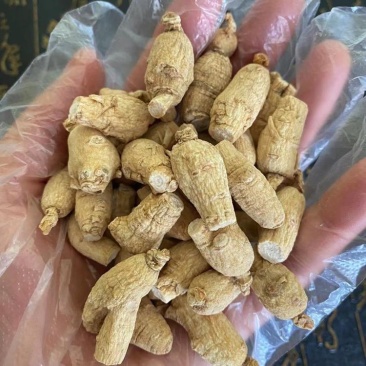 西洋参粒头软支产地直销，货多可商量价