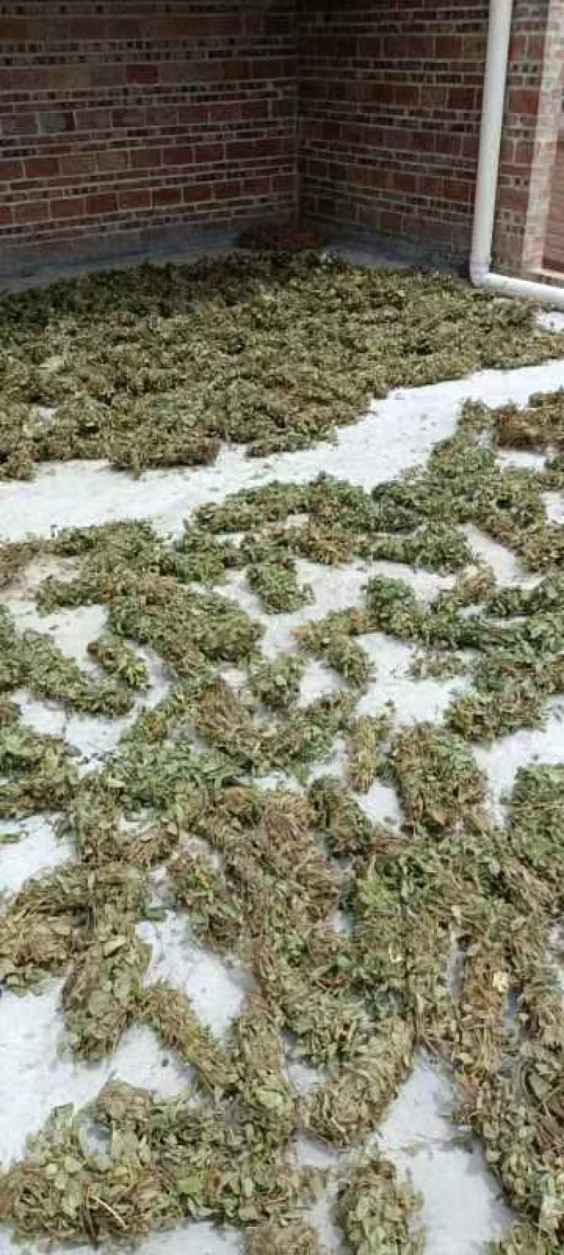 狐狸尾草，羊咩香