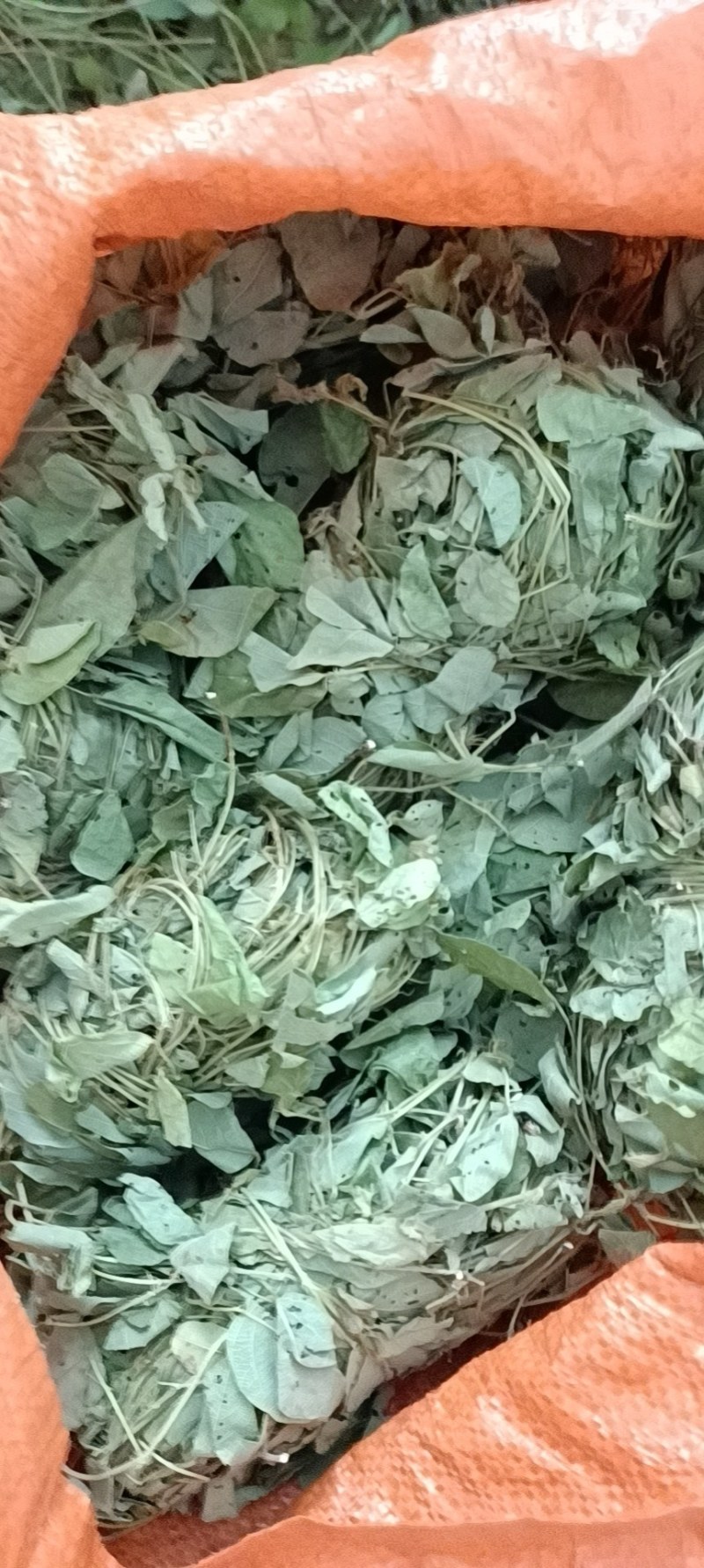 狐狸尾草，羊咩香