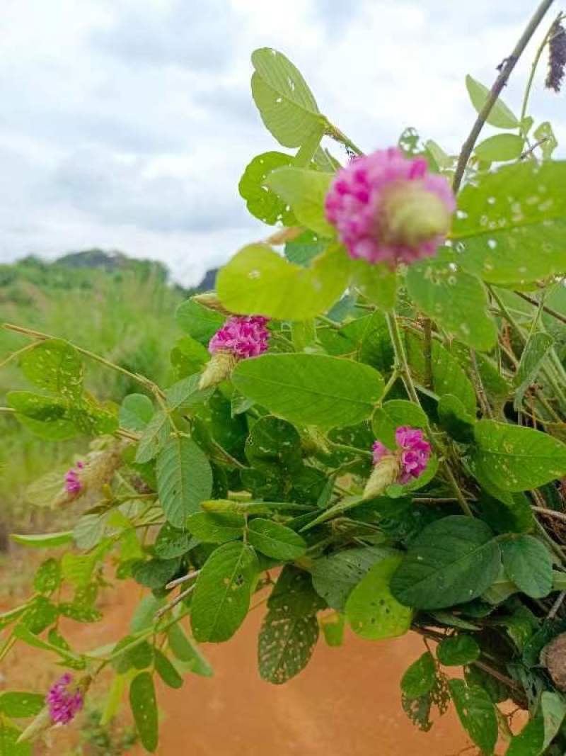 狐狸尾草，羊咩香