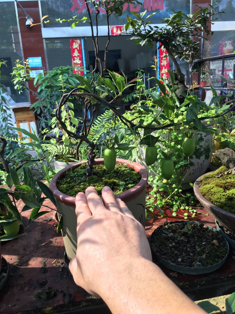 灌木金弹子
