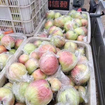 山东美八苹果膜袋，还供应嘎啦，红露，早熟帅，超市，电商
