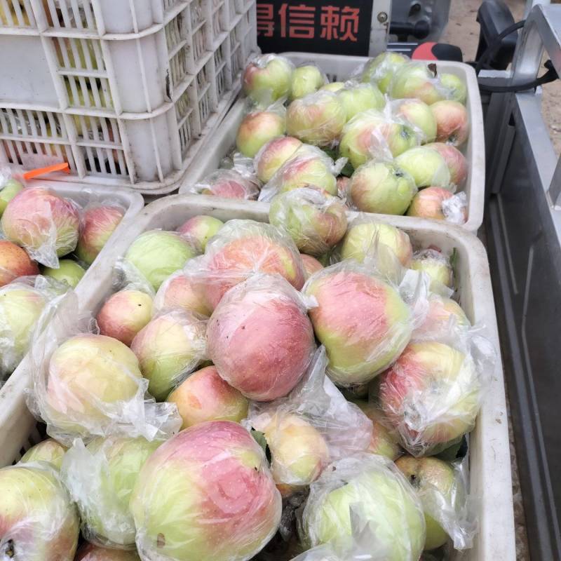 山东美八苹果膜袋，还供应嘎啦，红露，早熟帅，超市，电商