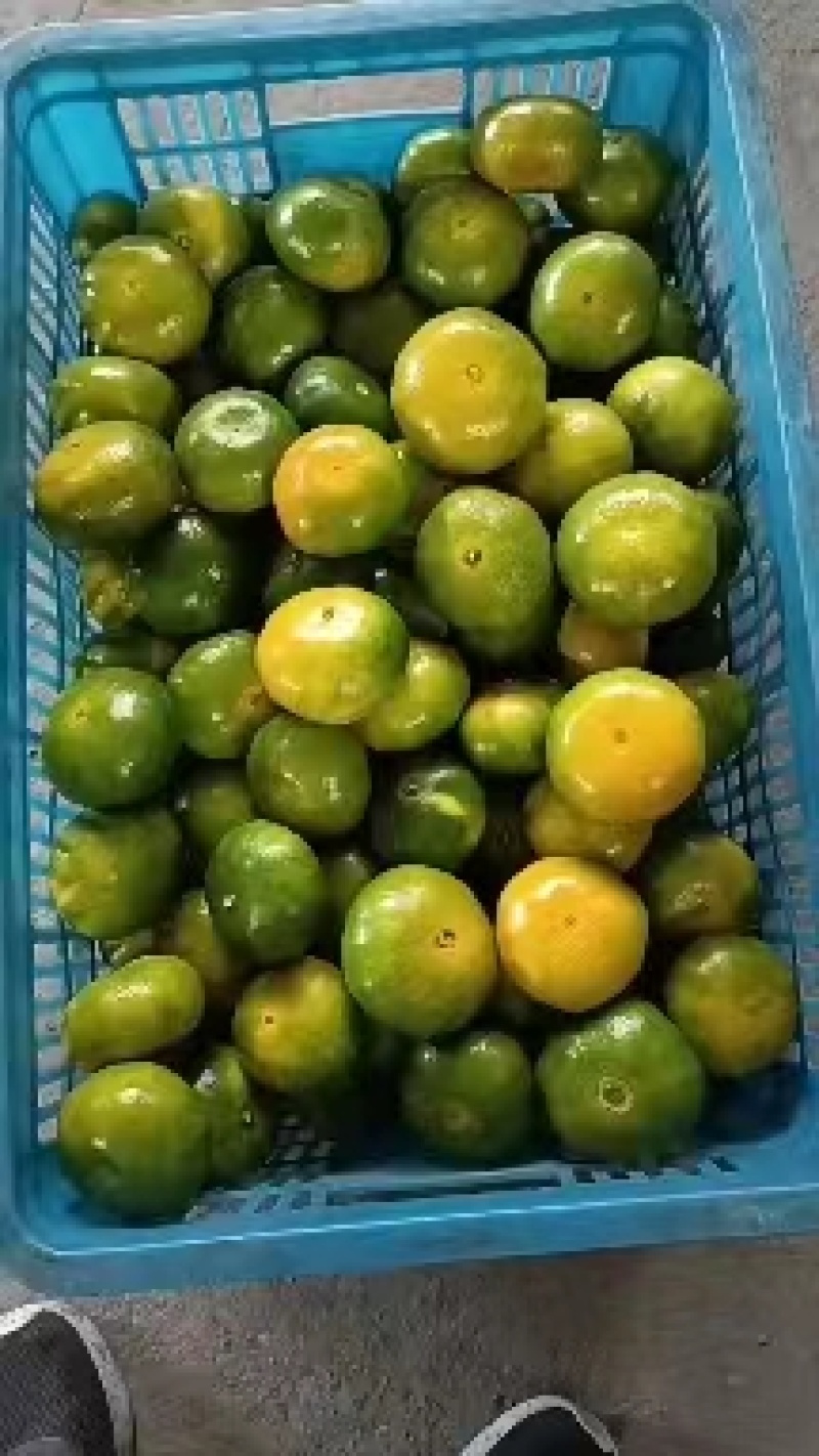 【实力商家】湖北精品蜜橘个头大果型好一条龙服务