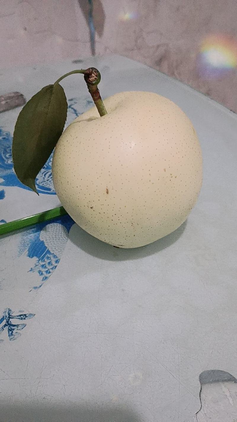 大量供应黄金梨黄冠梨元黄梨