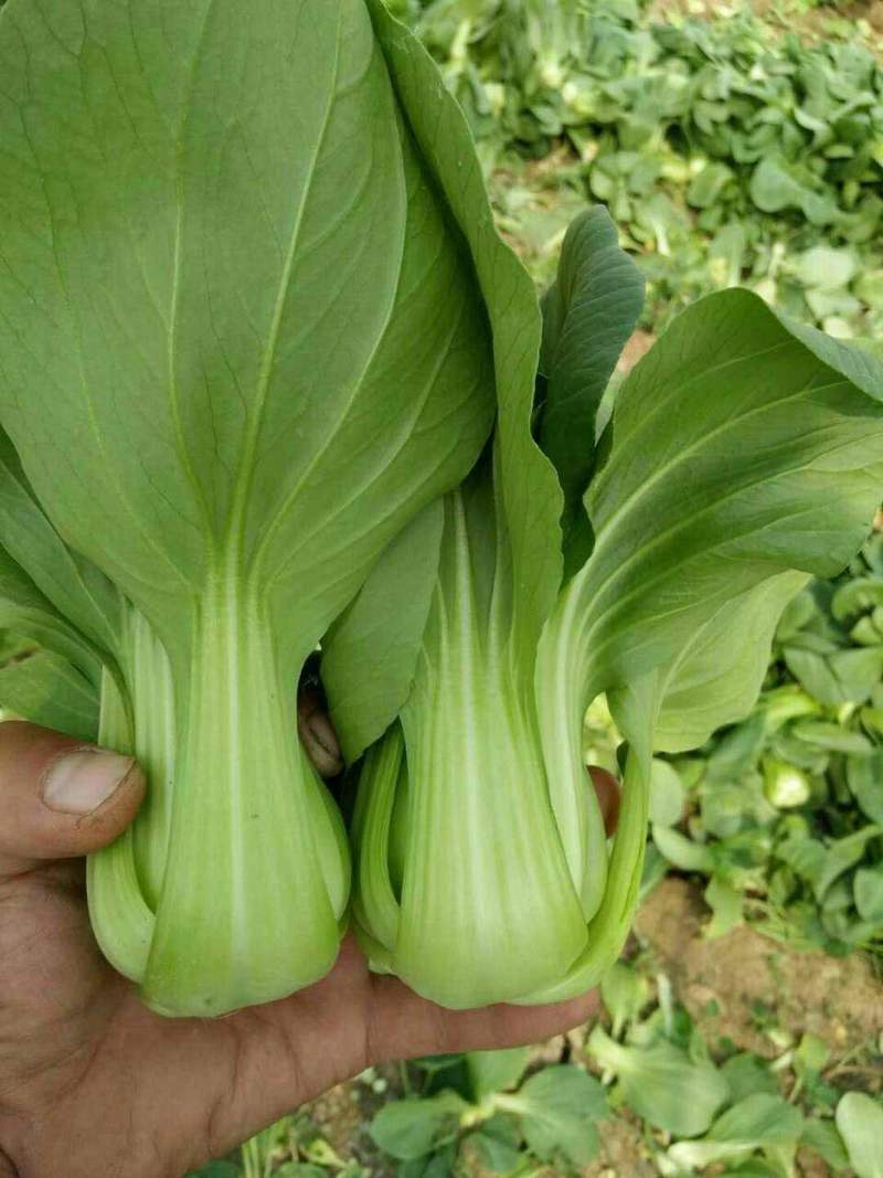 德高夏绿2号青梗菜种子油菜种子抗病高产耐热耐湿青梗菜