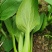 德高夏绿2号青梗菜种子油菜种子抗病高产耐热耐湿青梗菜