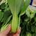 德高夏绿2号青梗菜种子油菜种子抗病高产耐热耐湿青梗菜