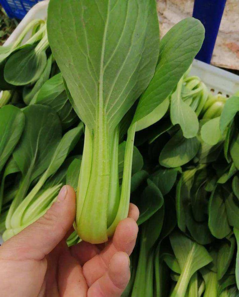 德高夏绿2号青梗菜种子油菜种子抗病高产耐热耐湿青梗菜