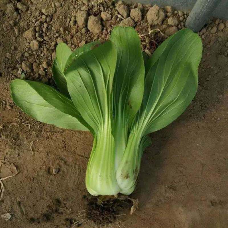 德高夏绿2号青梗菜种子油菜种子抗病高产耐热耐湿青梗菜
