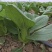 德高夏绿2号青梗菜种子油菜种子抗病高产耐热耐湿青梗菜