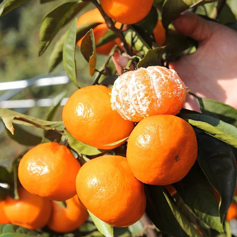 【实力商家】优质蜜橘新鲜直采，口感甜，皮薄多汁可视频看货