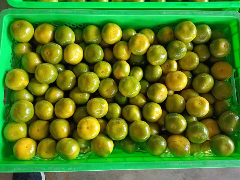 【实力货源】优质蜜橘甜度高基地直发可视频看货