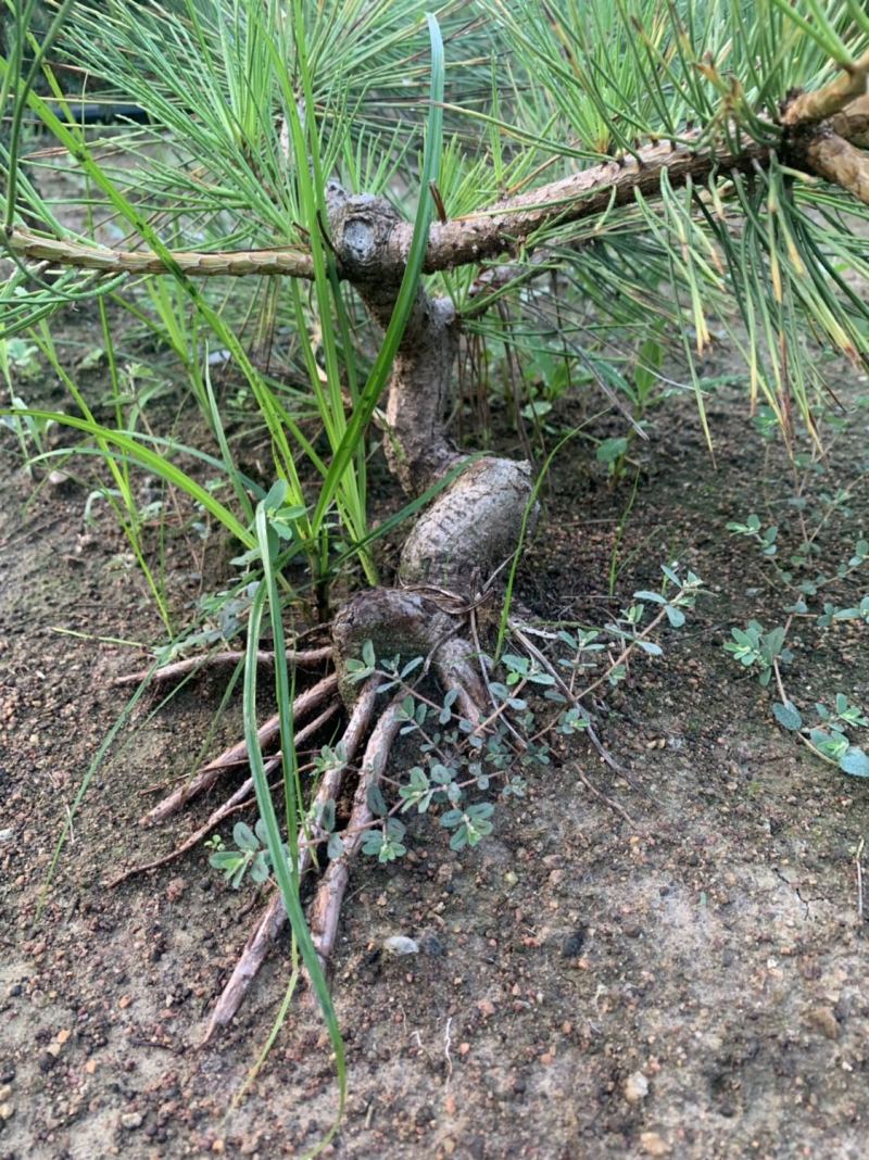 造型黑松