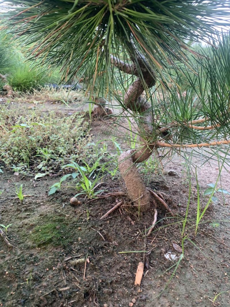 造型黑松
