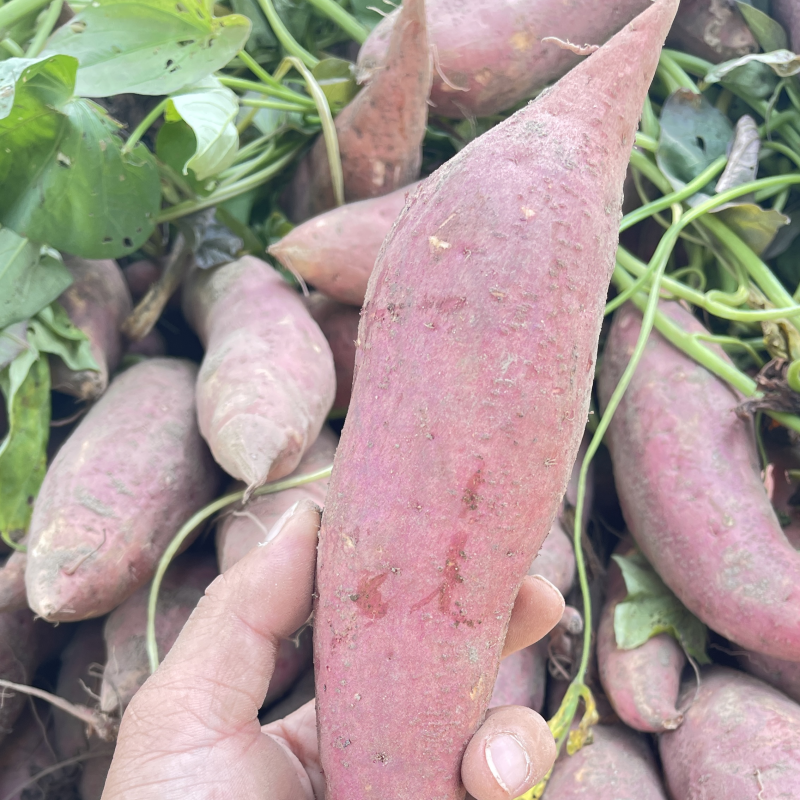 河南祥符区西瓜红大量上市。