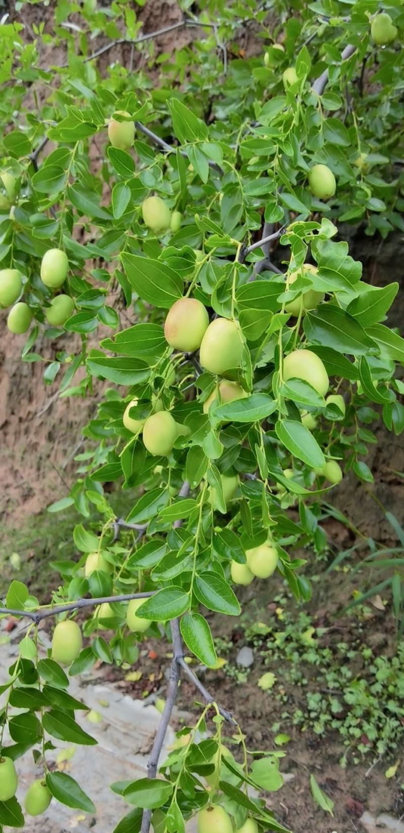 陕北大枣黄河滩枣自然风干产地大量供应代办代发