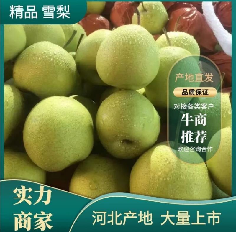 河北绿皮皇冠梨产地直发口感细甜可对接市场电商批发