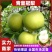 河北绿皮皇冠梨产地直发口感细甜可对接市场电商批发