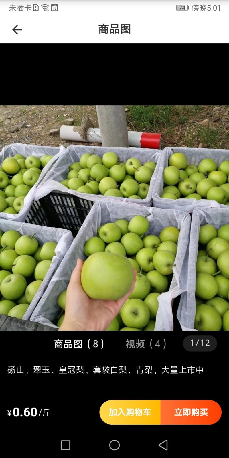 河北绿皮皇冠梨产地直发口感细甜可对接市场电商批发