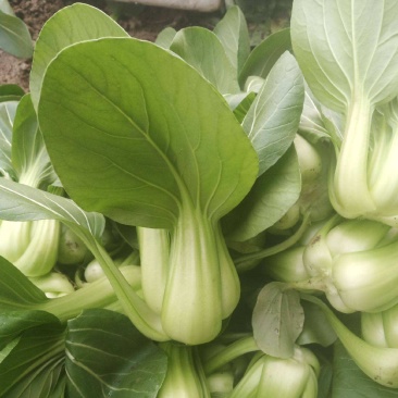 德高油亮青梗菜种子抗病丰产耐热耐湿青菜种籽夏秋季上海青