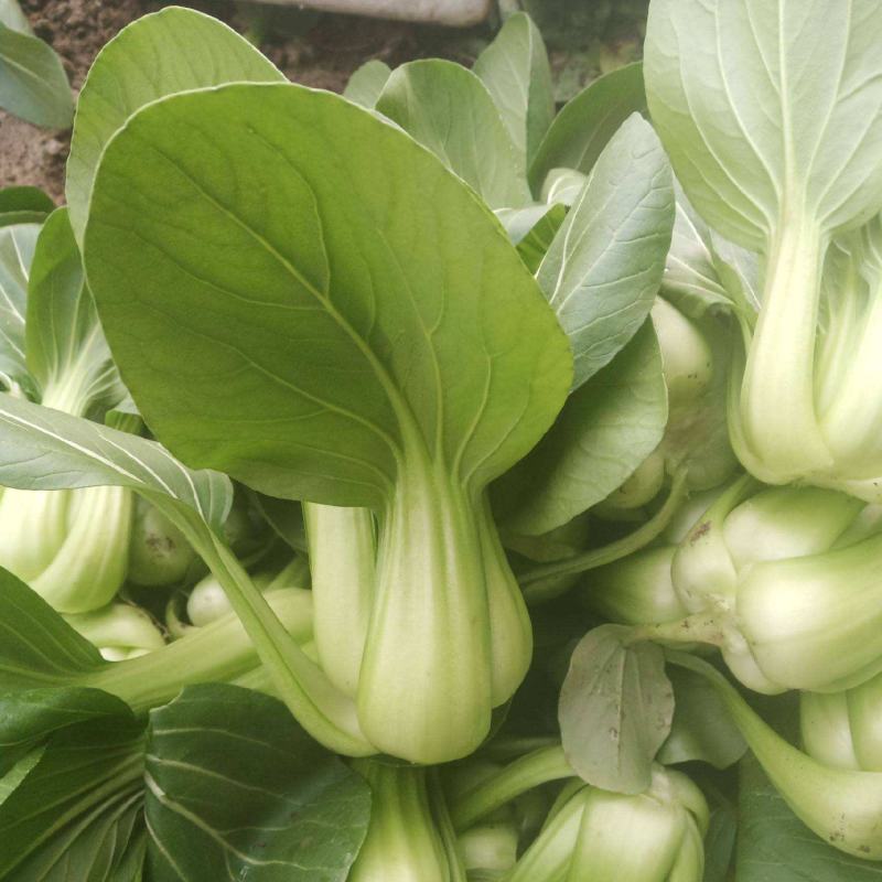德高油亮青梗菜种子抗病丰产耐热耐湿青菜种籽夏秋季上海青