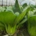 德高油亮青梗菜种子抗病丰产耐热耐湿青菜种籽夏秋季上海青