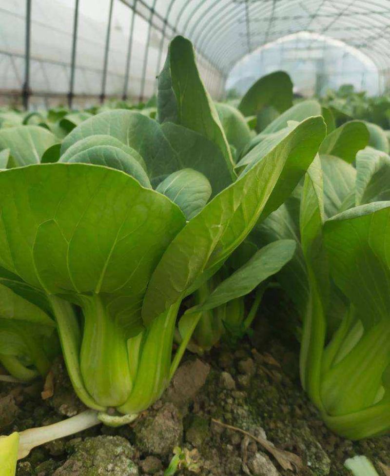 德高油亮青梗菜种子抗病丰产耐热耐湿青菜种籽夏秋季上海青