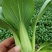 德高油亮青梗菜种子抗病丰产耐热耐湿青菜种籽夏秋季上海青