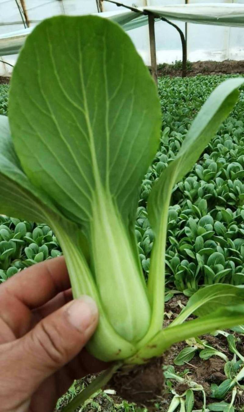 德高油亮青梗菜种子抗病丰产耐热耐湿青菜种籽夏秋季上海青