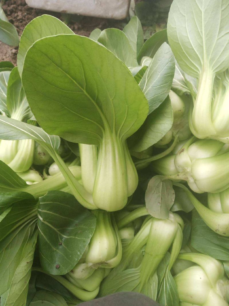 德高油亮青梗菜种子抗病丰产耐热耐湿青菜种籽夏秋季上海青