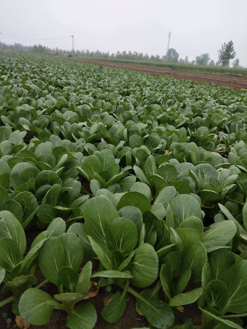 德高油亮青梗菜种子抗病丰产耐热耐湿青菜种籽夏秋季上海青