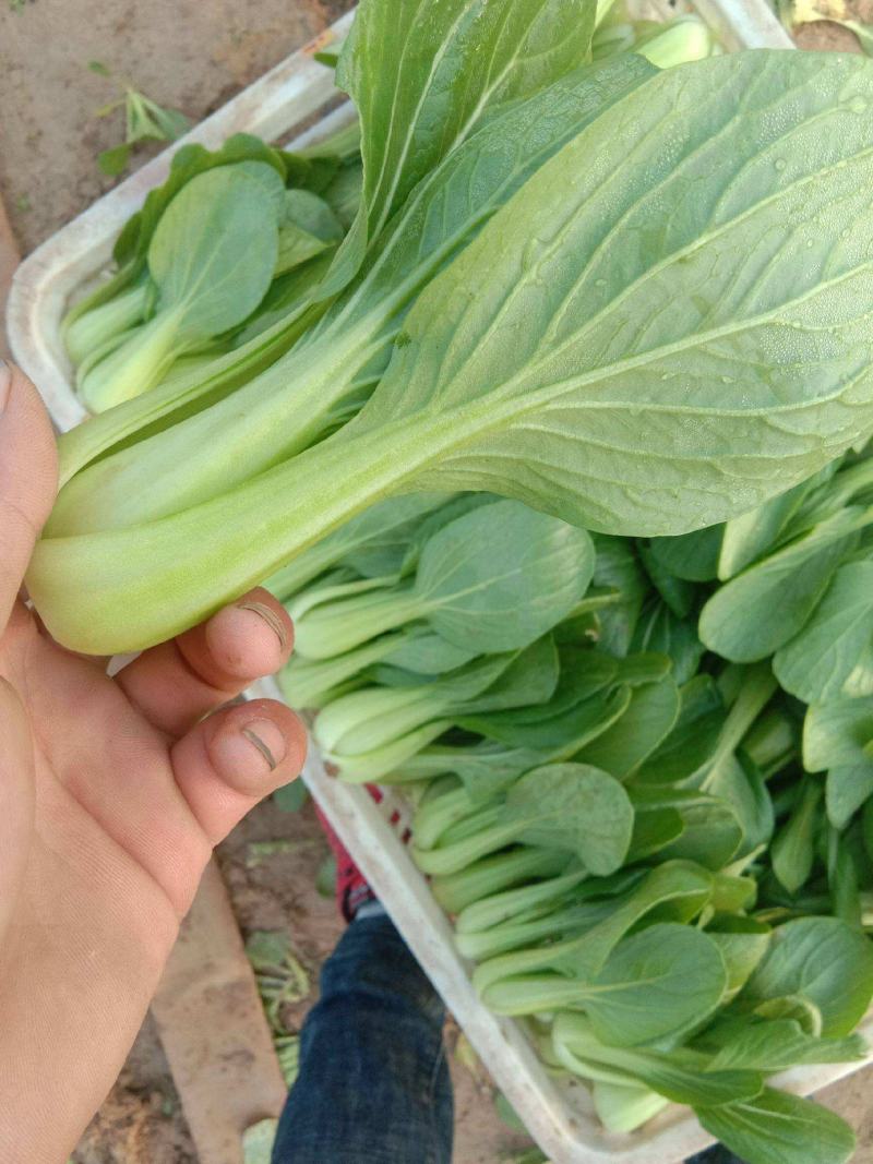 德高油亮青梗菜种子抗病丰产耐热耐湿青菜种籽夏秋季上海青