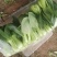 德高油亮青梗菜种子抗病丰产耐热耐湿青菜种籽夏秋季上海青