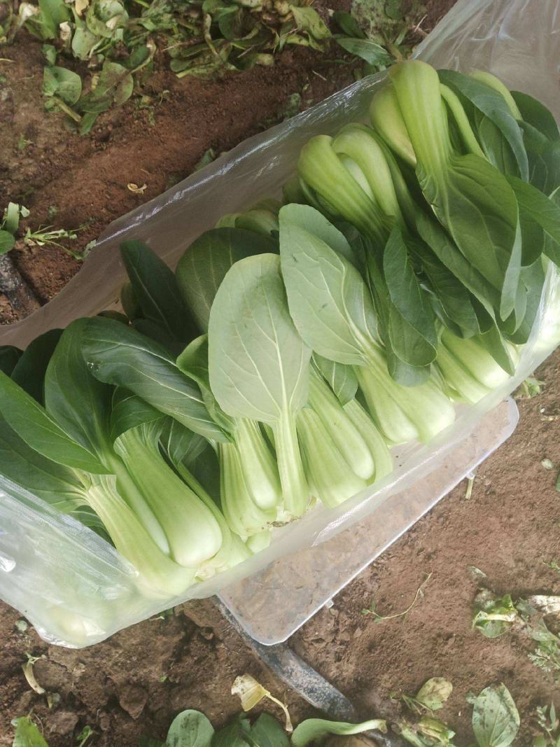 德高油亮青梗菜种子抗病丰产耐热耐湿青菜种籽夏秋季上海青