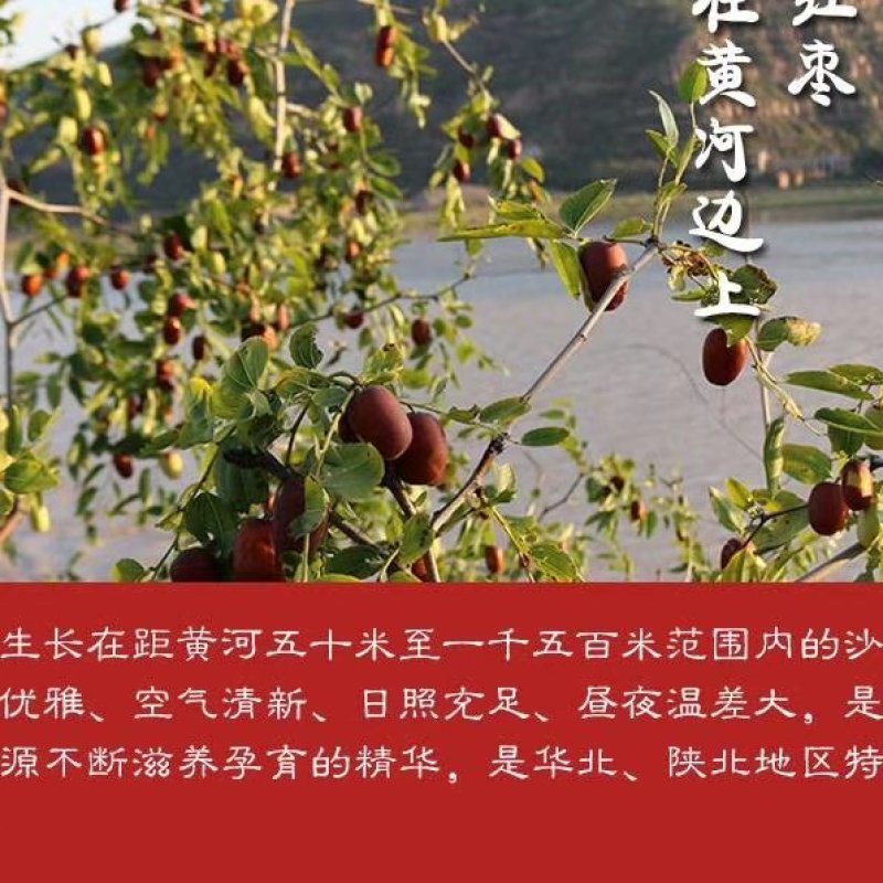 陕北大枣黄河滩枣自然风干产地大量供应代办代发