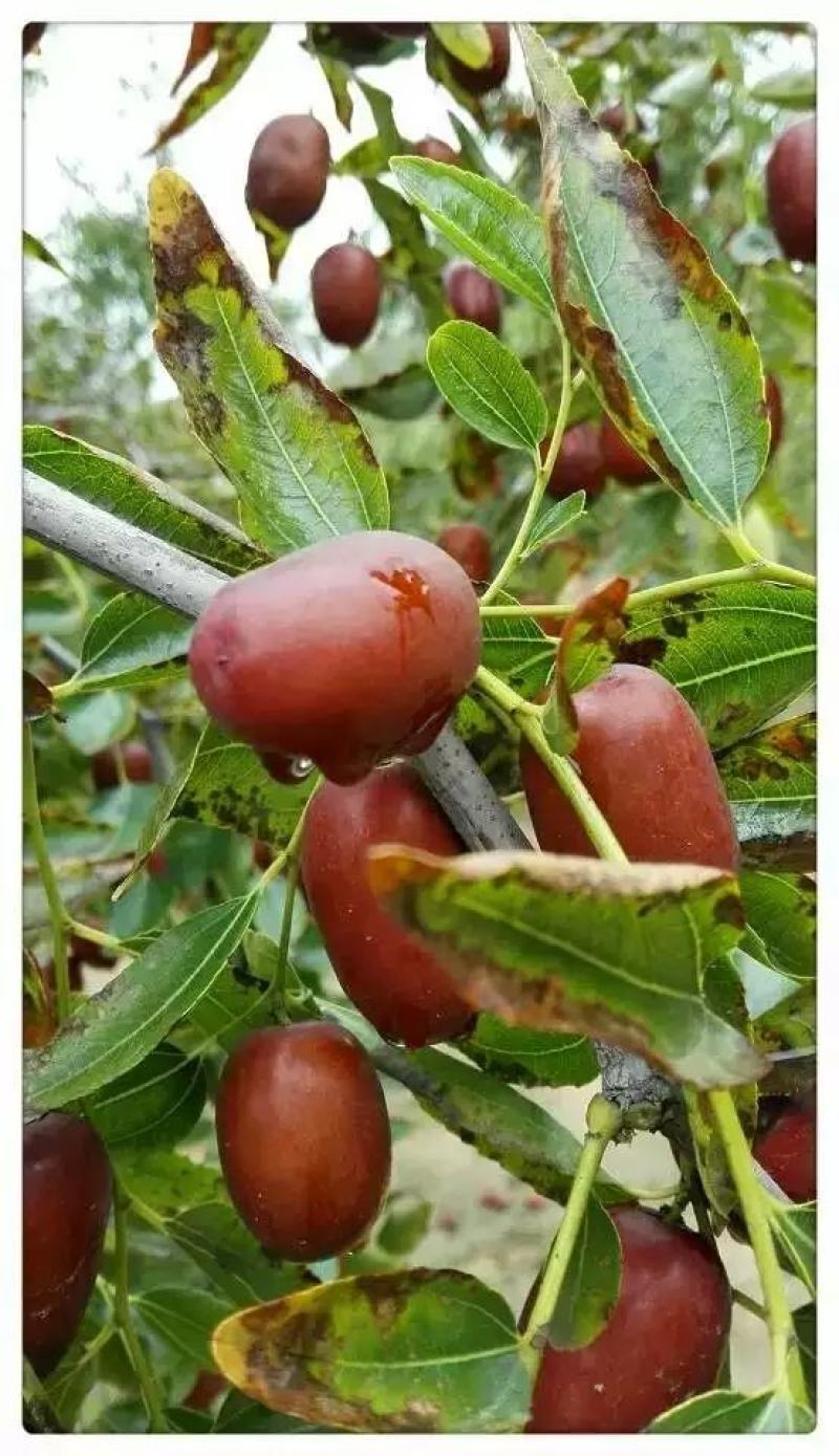 陕北大枣黄河滩枣自然风干产地大量供应代办代发