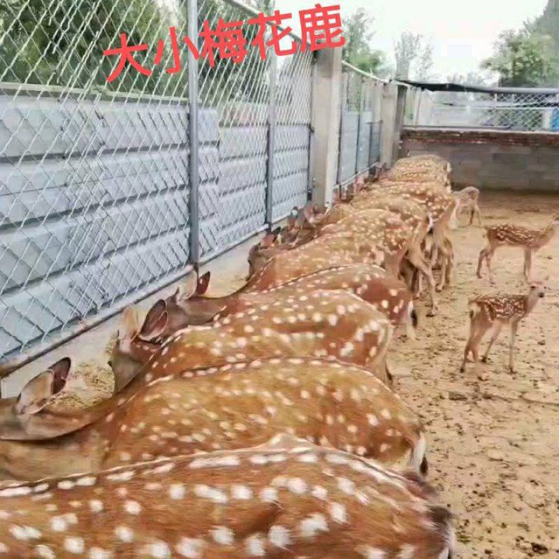 头产母鹿个个怀孕率高养殖梅花鹿不分地域