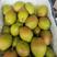 红香酥梨产区一手货源口感脆甜对接市场，批发电商社区团购