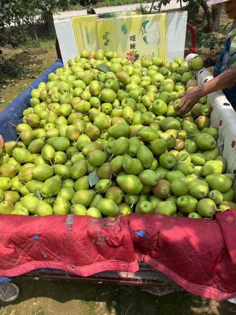 红香酥梨产区一手货源口感脆甜对接市场，批发电商社区团购