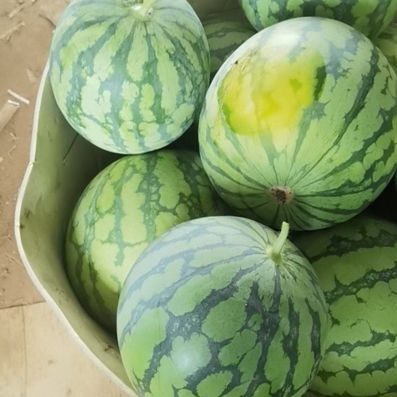 麒麟西瓜