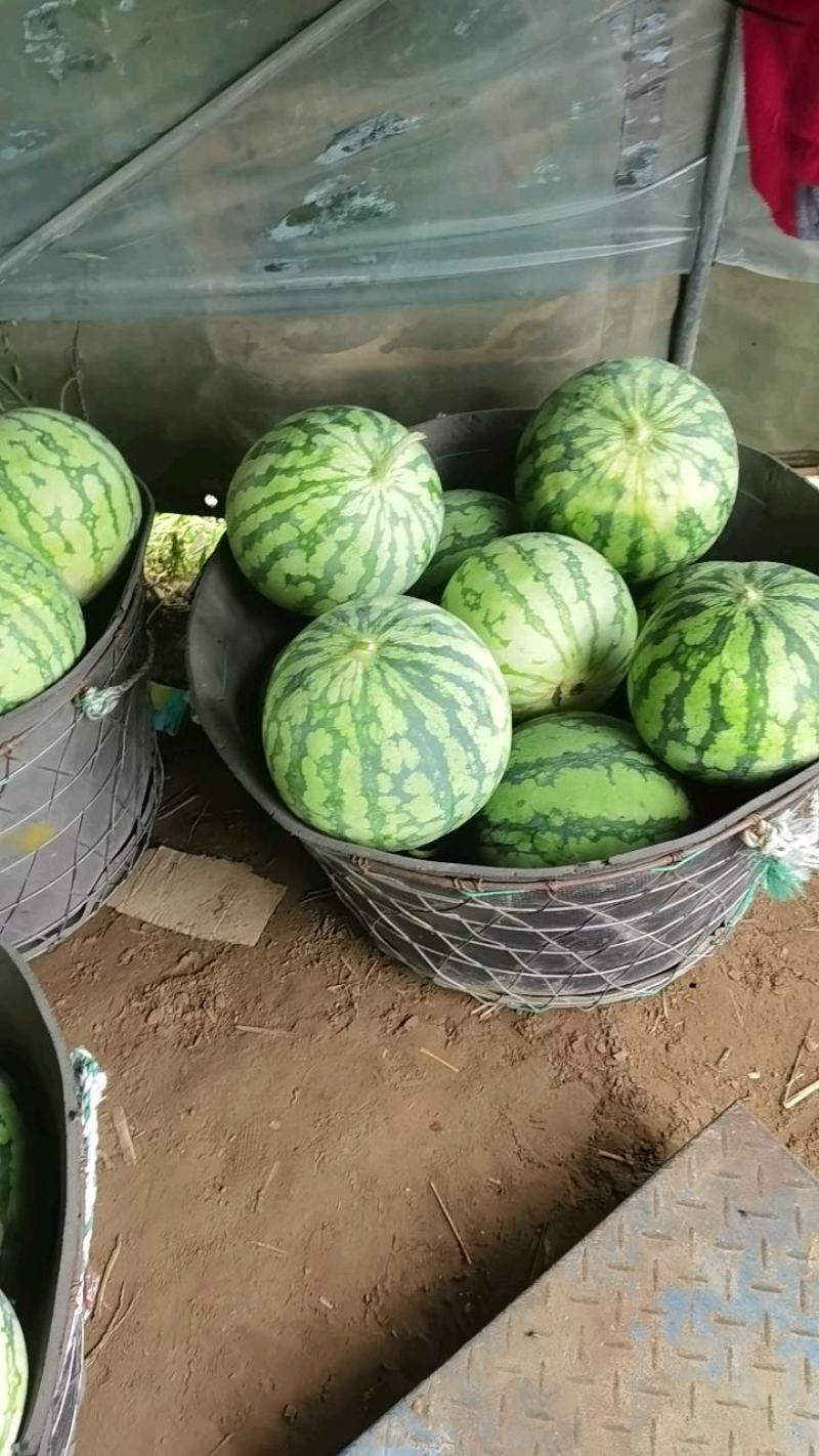 麒麟西瓜