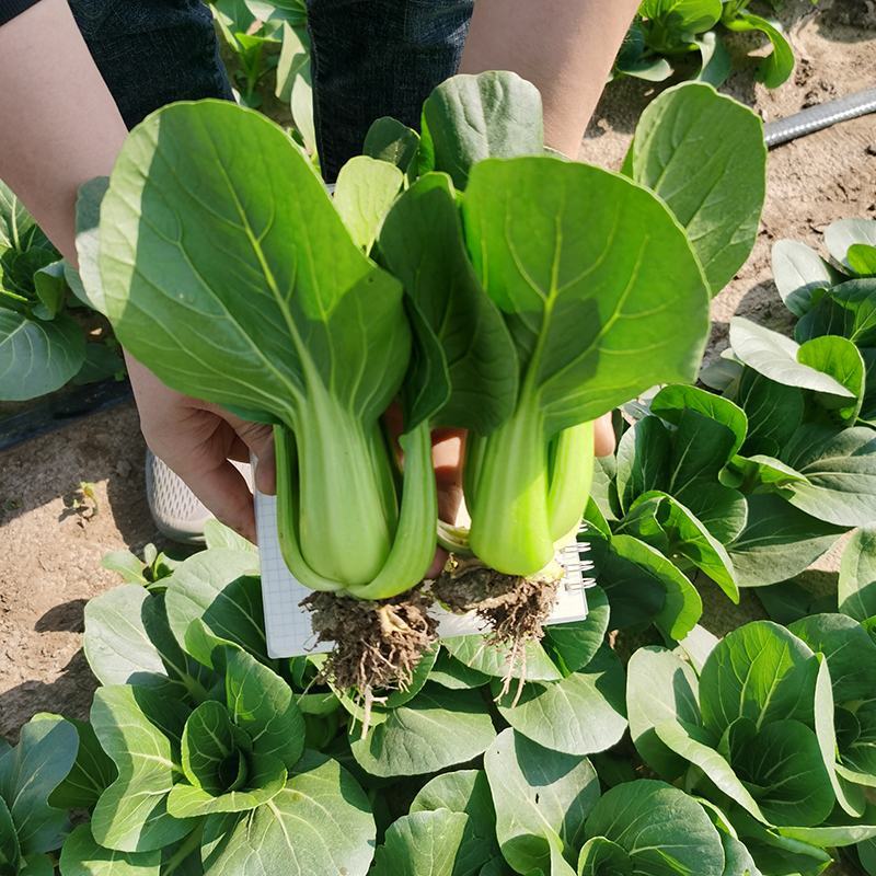 欧兰德青菜种子黑元帅苏州青大头束腰青梗菜种籽农家四季蔬菜