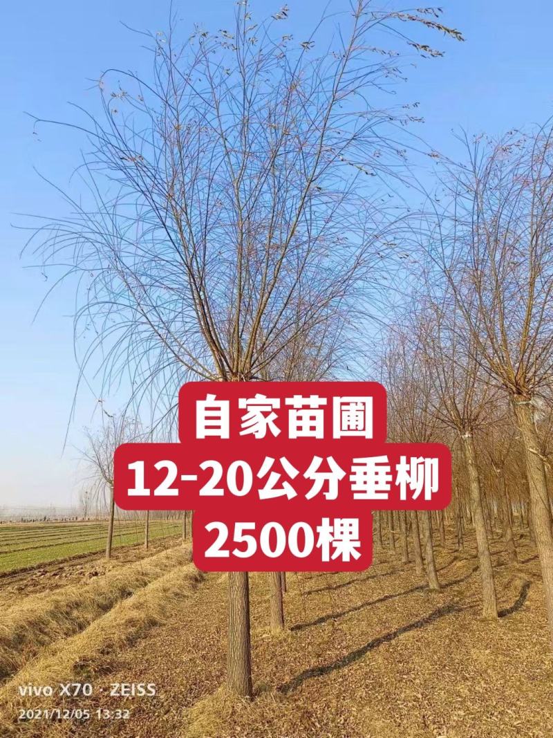 自产自销垂柳嫁接垂柳8-10-12-15-18-20公分